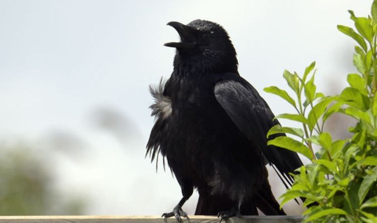 Comment se débarrasser des corbeaux de votre jardin - 6 conseils clés pour bannir les oiseaux nuisibles