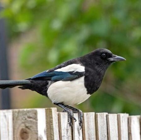 Comment se débarrasser des pies de votre jardin - 5 moyens de dissuasion rapides et faciles