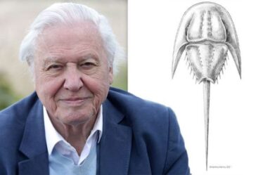 David Attenborough honoré : un fossile vieux de 200 millions d'années nommé d'après un diffuseur bien-aimé