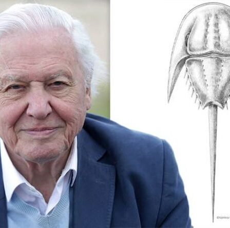 David Attenborough honoré : un fossile vieux de 200 millions d'années nommé d'après un diffuseur bien-aimé
