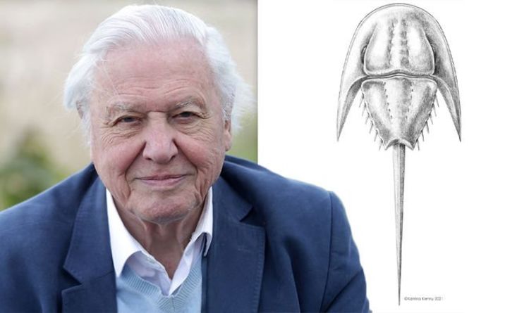 David Attenborough honoré : un fossile vieux de 200 millions d'années nommé d'après un diffuseur bien-aimé