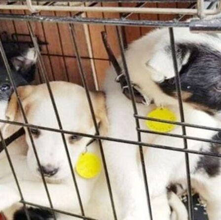 Des chiots meurent après qu'un homme ait fourré 44 ans dans une camionnette bouillante