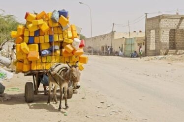 Des images déchirantes montrent le sort des ânes qui travaillent dans une ville saharienne étouffante