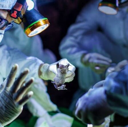 Des scientifiques appellent à un débat non censuré sur la théorie des fuites de virus dans les laboratoires