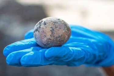 Egg-cellent: les archéologues déterrent un œuf intact vieux de 1 000 ans - et le cassent par accident