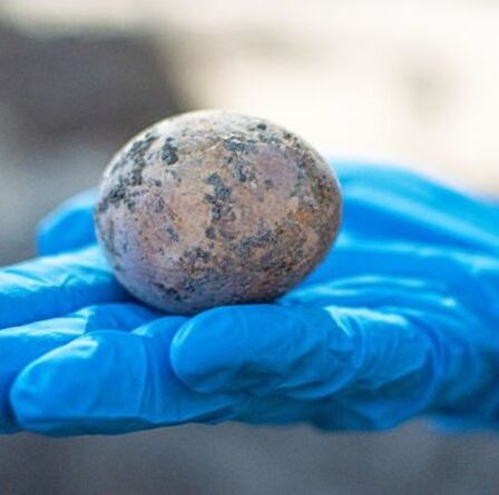 Egg-cellent: les archéologues déterrent un œuf intact vieux de 1 000 ans - et le cassent par accident