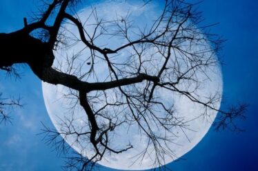 Est-ce une Super Lune ce soir ?  Regardez « le point culminant de cette semaine » : la super lune aux fraises