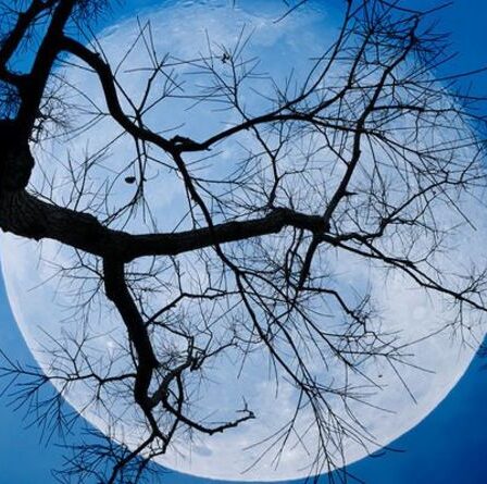 Est-ce une Super Lune ce soir ?  Regardez « le point culminant de cette semaine » : la super lune aux fraises