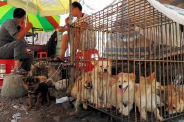 Festival des chiens d'horreur en Chine où des milliers de chiens sont tués et mangés