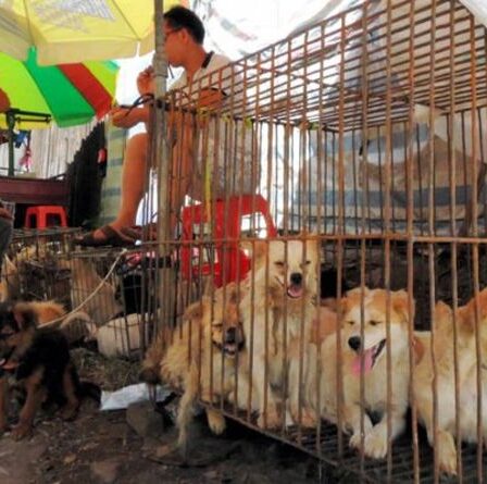 Festival des chiens d'horreur en Chine où des milliers de chiens sont tués et mangés