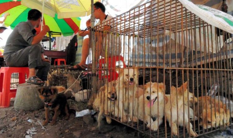 Festival des chiens d'horreur en Chine où des milliers de chiens sont tués et mangés