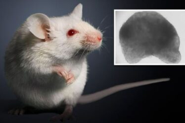 « Grand saut » Les scientifiques font pousser un embryon de souris avec des cellules souches – et son cœur bat