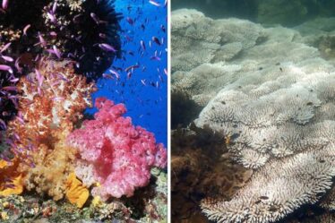 Grande barrière de corail avant et après : des images choquantes montrent l'étendue des dégâts