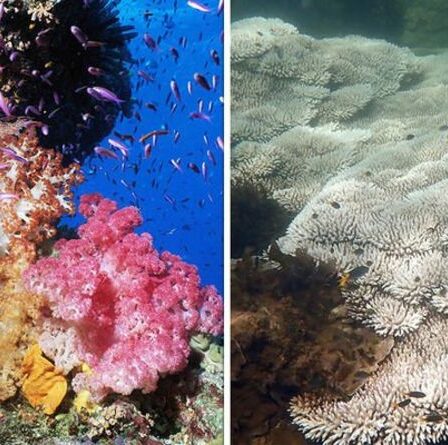 Grande barrière de corail avant et après : des images choquantes montrent l'étendue des dégâts