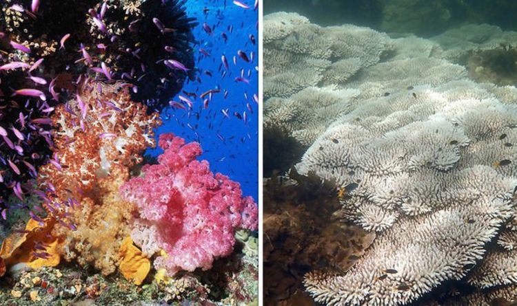 Grande barrière de corail avant et après : des images choquantes montrent l'étendue des dégâts