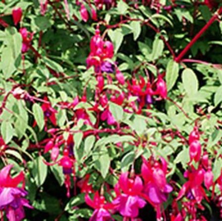 Green Britain: l'avenir de Fuschia menacé par la brûlure des acariens