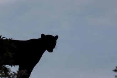 Gros chat repéré: observation d'une bête `` noir de jais '' à la gare lors d'une nouvelle rencontre présumée