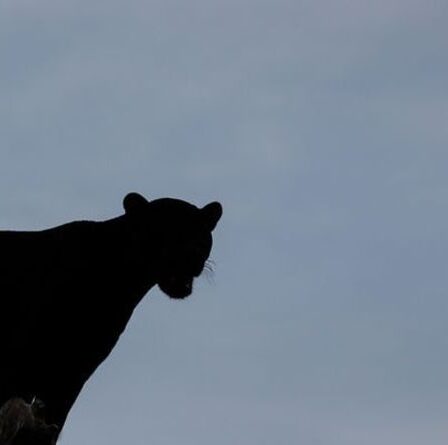 Gros chat repéré: observation d'une bête `` noir de jais '' à la gare lors d'une nouvelle rencontre présumée
