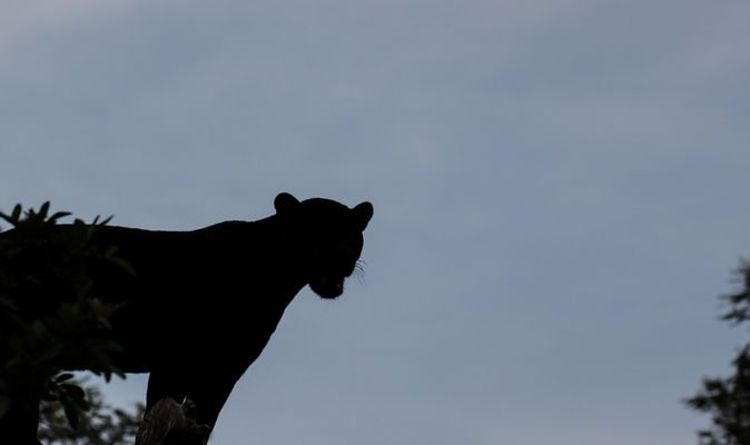 Gros chat repéré: observation d'une bête `` noir de jais '' à la gare lors d'une nouvelle rencontre présumée