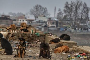 Horreur de Covid: les chiens errants mangent les cadavres des victimes du coronavirus en Inde – « Mort de l'humanité »