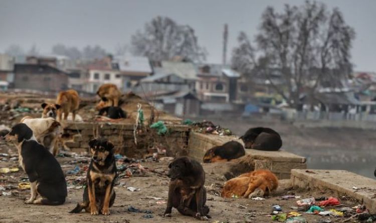 Horreur de Covid: les chiens errants mangent les cadavres des victimes du coronavirus en Inde – « Mort de l'humanité »