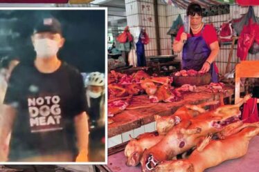 Horreur de la viande de chien: la ferme Sickening Yulin facture 100 £ pour les chiens ou les chiots enceintes massacrés