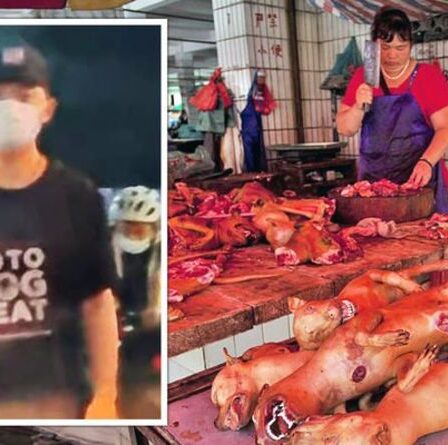 Horreur de la viande de chien: la ferme Sickening Yulin facture 100 £ pour les chiens ou les chiots enceintes massacrés
