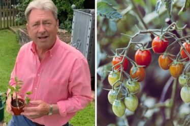 Jardinage : Alan Titchmarsh partage un conseil « essentiel » pour faire pousser de « belles » tomates cet été