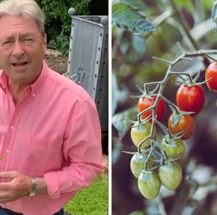 Jardinage : Alan Titchmarsh partage un conseil « essentiel » pour faire pousser de « belles » tomates cet été