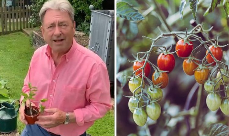 Jardinage : Alan Titchmarsh partage un conseil « essentiel » pour faire pousser de « belles » tomates cet été