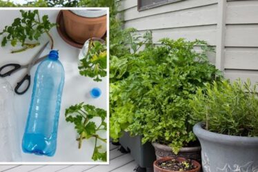Jardinage : Comment faire un système d'arrosage automatique des plantes à partir de bouteilles en plastique