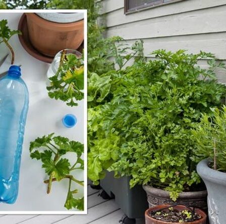 Jardinage : Comment faire un système d'arrosage automatique des plantes à partir de bouteilles en plastique