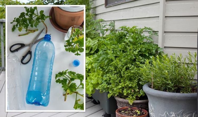 Jardinage : Comment faire un système d'arrosage automatique des plantes à partir de bouteilles en plastique