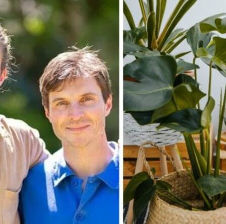 Jardinage : les conseils des frères Rich pour faire entrer la nature à l'intérieur - « douche avec ta plante ! »