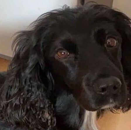 La mort noire d'un chien fait la mort après que le Cocker Spaniel ait contracté la pourriture de l'Alabama - Alerte