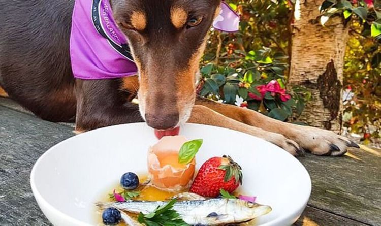 Le «chien chef» étonne les propriétaires avec des repas gastronomiques