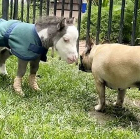 Le plus petit cheval du monde qui pèse moins qu'une pastèque est le meilleur ami de 3 bouledogues