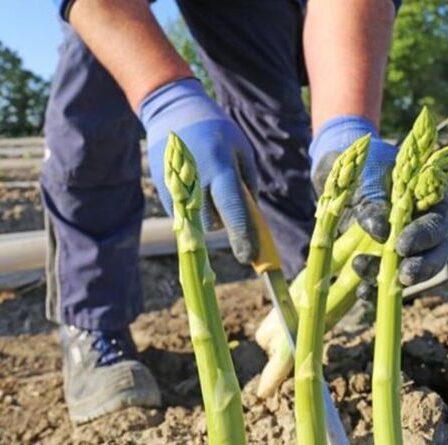 Les asperges étrangères vendues dans les supermarchés pour la première fois depuis des années alors que les approvisionnements britanniques diminuent