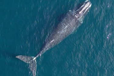 Les baleines deviennent plus courtes de 3 pieds pour éviter de se faire prendre dans les filets de pêche