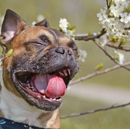 Les chats et les chiens peuvent-ils avoir le rhume des foins ?  6 signes d'allergies saisonnières chez les animaux de compagnie