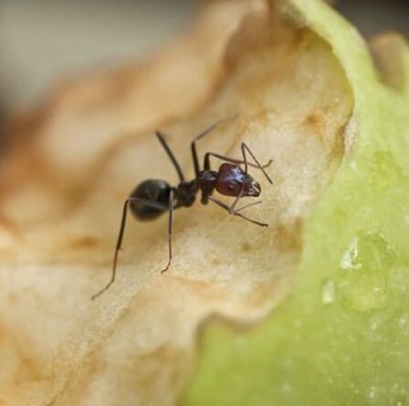 Les nuisibles des jardins d'été : Quand QUATRE nuisibles qui pourraient envahir votre maison cet été