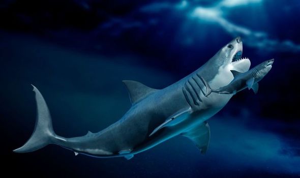 Megalodon BEAUCOUP plus gros qu'on ne le pensait après une découverte accidentelle