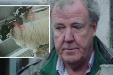 Moment déchirant Clarkson en larmes alors que les moutons sont envoyés à l'abattoir "Ils sont déjà morts?"