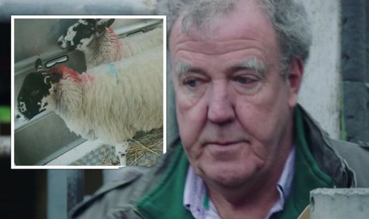 Moment déchirant Clarkson en larmes alors que les moutons sont envoyés à l'abattoir "Ils sont déjà morts?"