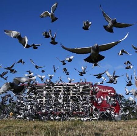Mystère alors que 5 000 pigeons "disparaissent" au cours d'une course de trois heures à travers le Royaume-Uni