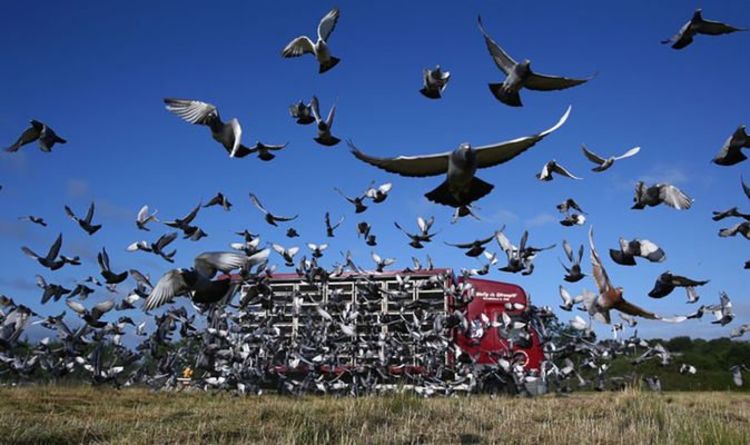 Mystère alors que 5 000 pigeons "disparaissent" au cours d'une course de trois heures à travers le Royaume-Uni