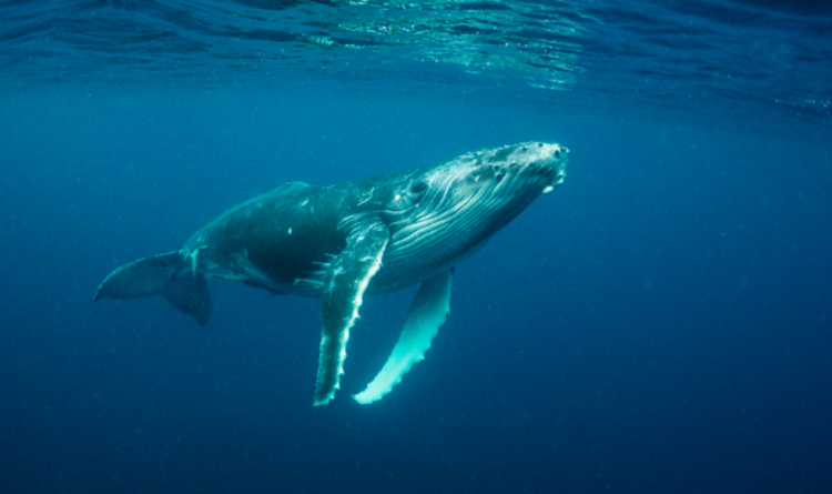 Plongeur AVALÉ par une baleine à bosse et vit pour raconter l'histoire - « Complètement à l'intérieur »