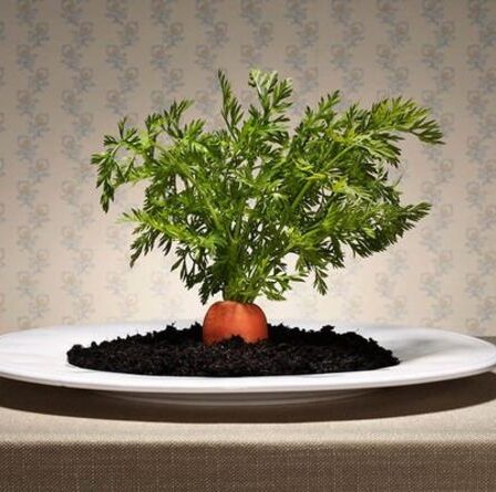 Pouvez-vous faire pousser des carottes à partir de fanes de carottes