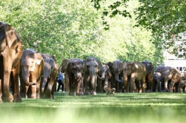 Promenez-vous parmi un troupeau d'éléphants pendant que des artistes apportent des sculptures grandeur nature au parc