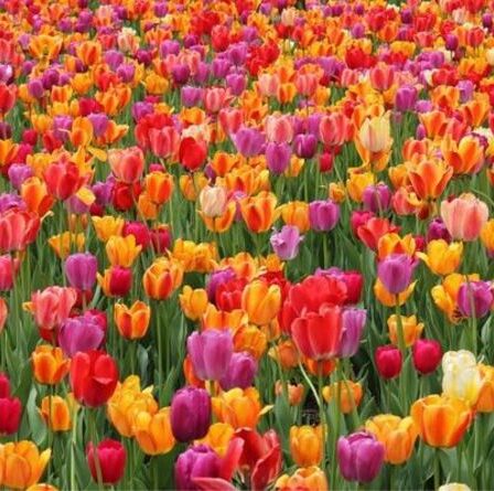 Quand soulever et stocker les tulipes et les bulbes